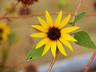 [A single sunflower with pointed petals which all have room between them to see the background.]